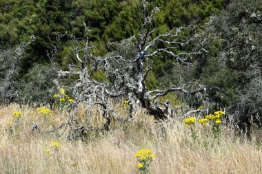 Dan 's Paddock' un Yeni Zelanda 'daki manzarası (Gandalf' ın Isengard 'a yaklaşımı)