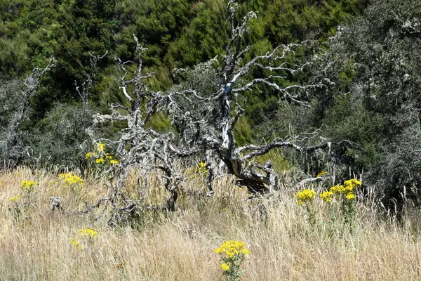 Dan 's Paddock' un Yeni Zelanda 'daki manzarası (Gandalf' ın Isengard 'a yaklaşımı)