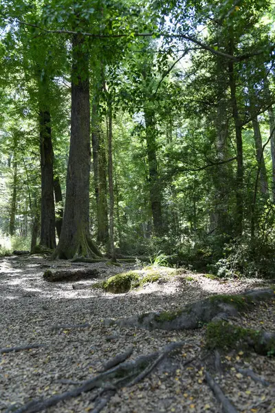 Yeni Zelanda 'daki Lotlrien ormanına bakın.
