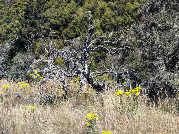 Dan 's Paddock' un Yeni Zelanda 'daki manzarası (Gandalf' ın Isengard 'a yaklaşımı)