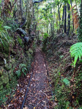 Yeni Zelanda 'daki Charleston' da Mitchells Gully Altın Madeni