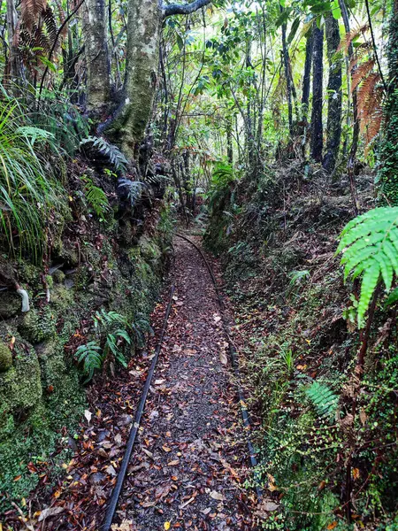 Yeni Zelanda 'daki Charleston' da Mitchells Gully Altın Madeni