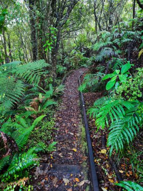 Yeni Zelanda 'daki Charleston' da Mitchells Gully Altın Madeni