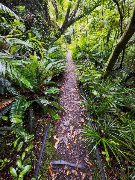 Yeni Zelanda 'daki Charleston' da Mitchells Gully Altın Madeni