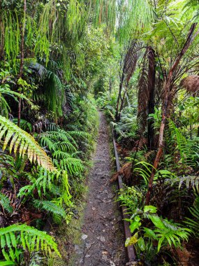 Yeni Zelanda 'daki Charleston' da Mitchells Gully Altın Madeni