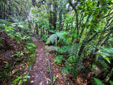 Yeni Zelanda 'daki Charleston' da Mitchells Gully Altın Madeni