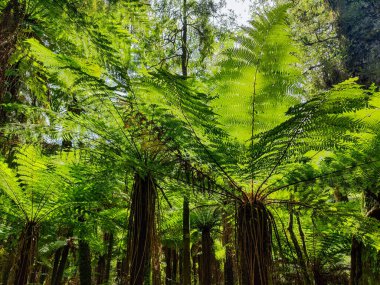 Ormandan Yeni Zelanda 'daki Fantail şelalelerine kadar.