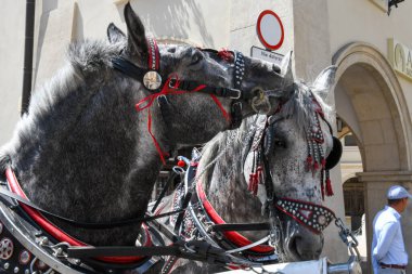 Krakow, Polonya - 7 Haziran 2025: Polonya 'daki Krakov' un ana meydanındaki atlara bakın