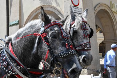 Krakow, Polonya - 7 Haziran 2025: Polonya 'daki Krakov' un ana meydanındaki atlara bakın