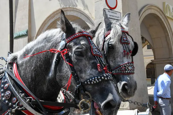 Krakow, Polonya - 7 Haziran 2025: Polonya 'daki Krakov' un ana meydanındaki atlara bakın