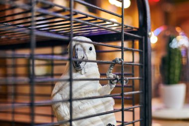 Cute white Cacatua cockatoo parrot in cage in cafe interior background, funny domestic bird. Adorable cockatoo bird home pet in safe cage, tropical parrot with white plumage and little black eyes