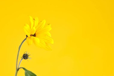 One yellow topinambur flower on yellow background, right copy space, single yellow Jerusalem artichoke. Yellow flowers on green stalk with leaves, wild sunflower flower close up
