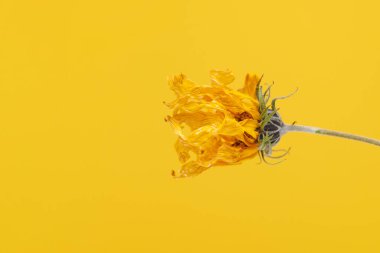 Yellow wilting flower of topinambur on yellow background, hanging from right withered Jerusalem artichoke flower, nature minimalistic backdrop. One yellow dying petals of wild sunflower flower