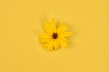 One yellow flower bud of topinambur on yellow background, top view flat lay, single yellow Jerusalem artichoke flower, design backdrop. Yellow petals of wild sunflower minimalistic summer picture