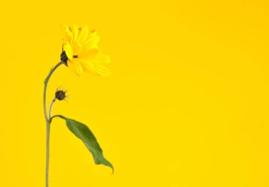One yellow topinambur flower on yellow background, right copy space, single yellow Jerusalem artichoke. Yellow flowers on green stalk with leaves, wild sunflower flower close up