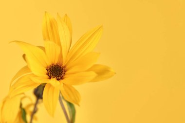 Yellow flower bud of topinambur on yellow background, top copy space, blurred yellow flower Jerusalem artichoke, beautiful soft focus backdrop. Yellow petals of wild sunflower flower close up