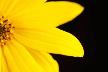 Half topinambur yellow flower Jerusalem artichoke on black background, beautiful backdrop. Petals of sunroot flower macro close up, half wild sunflower yellow petals, pistil and stamen