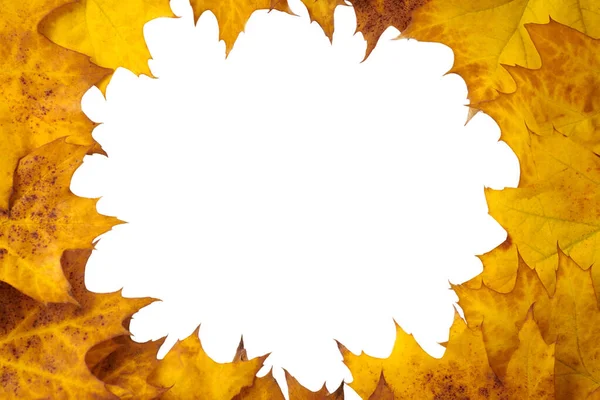 Yellow orange oak leaves circle with copy space in center for design isolated on white background, Northern red oak tree leaf. Quercus rubra oak bright yellow autumn foliage, beautiful autumn template