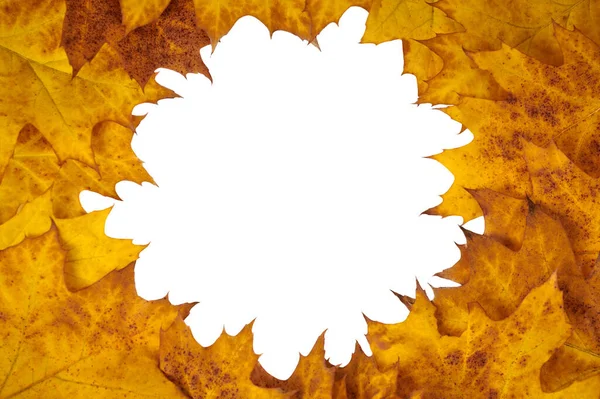 Yellow orange oak leaves circle with copy space in center for design isolated on white background, Northern red oak tree leaf. Quercus rubra oak bright yellow autumn foliage, beautiful autumn template