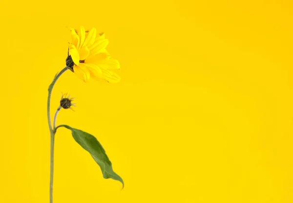 One yellow topinambur flower on yellow background, right copy space, single yellow Jerusalem artichoke. Yellow flowers on green stalk with leaves, wild sunflower flower close up