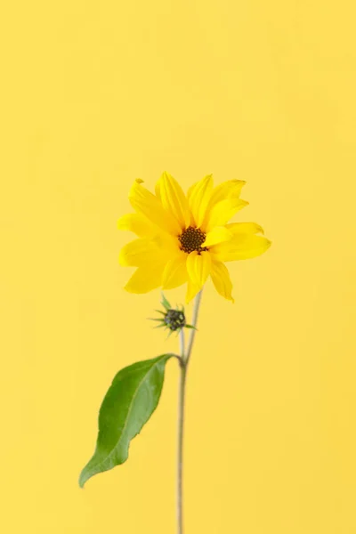 One yellow topinambur flower on yellow background, vertical photo, single yellow Jerusalem artichoke. Yellow flowers on green stalk with leaf, wild sunflower flower close up