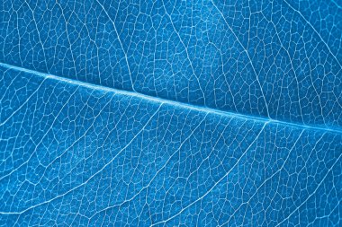 Macro leaf texture blue colorized with beautiful relief facture of plant, close up macro photo. Bluish relief texture of leaf, detailed nature background, fresh pure nature concept