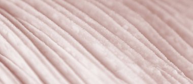 Agaric mushroom gills under cap macro close up photo, depth of field photography. Abstract macro background with pale pink mushroom lamella for web banner design