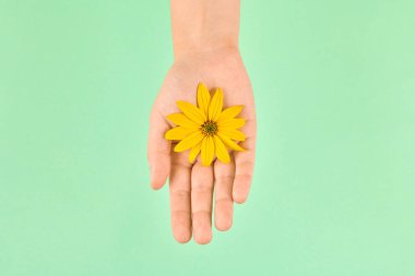 Yellow flower in female palm, hamsa fatima hand, cosmetic skincare concept, symbol of pure nature in delicate fragile woman hand. Topinambur flower head with yellow petals on green background