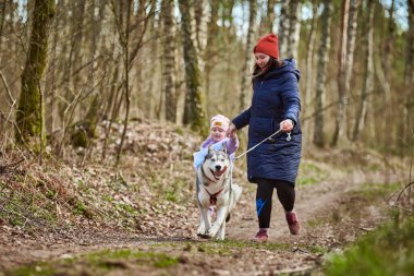 Svetly, Russia - 04.17.2022 - Running mother and girl with pulling Siberian Husky sled dog in harness on autumn forest country road, outdoor family canicross with Husky dog. Autumn healthy running