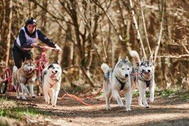 Svetly, Russia - 04.17.2022 - Male musher rides on three wheeled cart with four Siberian Husky sled dogs in harness on autumn forest dry land, Husky dogs outdoor carting mushing
