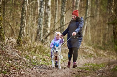 Svetly, Russia - 04.17.2022 - Running mother and girl with pulling Siberian Husky sled dog in harness on autumn forest country road, outdoor family canicross with Husky dog. Autumn healthy running