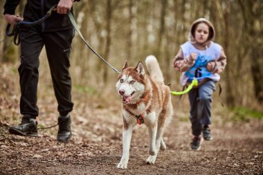 Svetly, Russia - 04.17.2022 - Running father and girl with pulling Siberian Husky sled dog in harness on autumn forest country road, outdoor family canicross with Husky dog. Autumn healthy running
