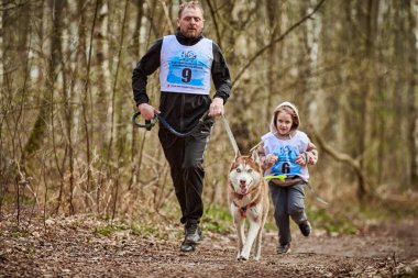 Svetly, Russia - 04.17.2022 - Running father and girl with pulling Siberian Husky sled dog in harness on autumn forest country road, outdoor family canicross with Husky dog. Autumn healthy running
