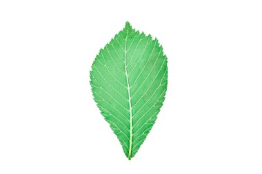 One green elm tree leaf isolated on white background, detailed macro close up photo. Single elm tree leaf isolated object on greenish background, natural cosmetic, botany concept