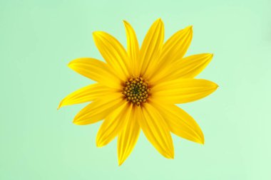 Topinambur yellow flower Jerusalem artichoke one flowerhead with yellow petals on light green background, natural backdrop. Single wild sunflower flower close up, sunroot yellow petals