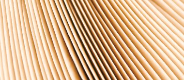 Agaric mushroom gills under cap macro close up photo, depth of field photography. Abstract macro background with brown mushroom lamella for web banner design