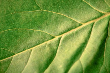 Macro green leaf texture with beautiful relief facture of plant, close up macro photo. Greenish relief texture of leaf, detailed nature background, fresh pure nature concept