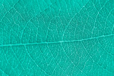 Macro leaf texture turquoise colorized with beautiful relief facture of plant, close up macro photo. Blue green relief texture of leaf, detailed nature background, fresh pure nature concept