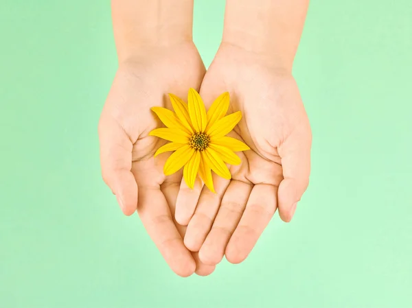 Yellow flower in female palms, hands hygiene and cosmetic skincare concept, symbol of pure nature in delicate fragile woman hands. Topinambur flower head with yellow petals on green background