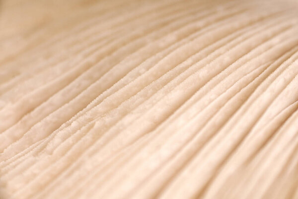 Агарические жабры грибов под кепкой макро крупным планом фото, глубина полевой фотографии. Абстрактный макрофон с коричневой грибной ламеллой для дизайна веб-баннеров