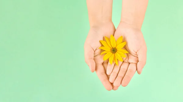 Yellow flower in female palms, hands hygiene and cosmetic skincare concept, left banner copy space, symbol of pure nature in delicate fragile woman hands. Topinambur flower head on green background