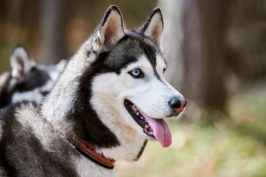 Siberian Husky dog profile portrait with black gray white coat color, cute sled dog breed. Friendly husky dog side view portrait outdoor forest background, walking with beautiful adult pet