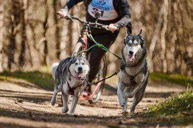 Running Siberian Husky sled dogs in harness pulling scooter on autumn forest dry land, outdoor Husky dogs scootering. Autumn dog scootering championship in woods of running Siberian Husky dogs