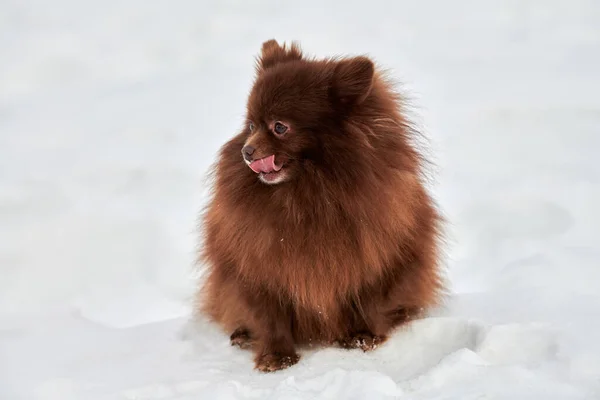 Happy Pomeranian Spitz dog on winter outdoor walking full size portrait, cute chocolate brown Spitz puppy walking on snow. Funny fluffy Pomeranian Spitz begging meal charming Spitz pom pom dog