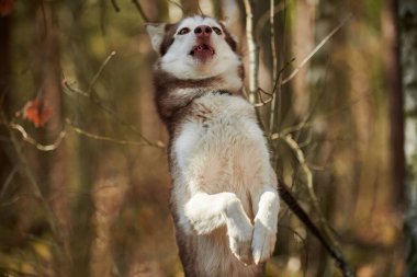 Siberian Husky dog standing on hind legs on autumn forest background, funny Husky dog portrait gray brown coat color. Happy playful Husky sled dog breed standing on hind legs outdoor playing with pet