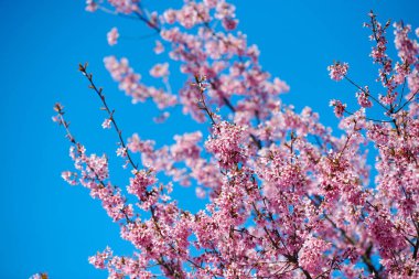 Pink cherry blossom, beautiful pink flowers of japanese cherry tree on blue sky background in city garden, detailed prunus branch blossom. Pink sakura flowers in spring bloom on tree branch