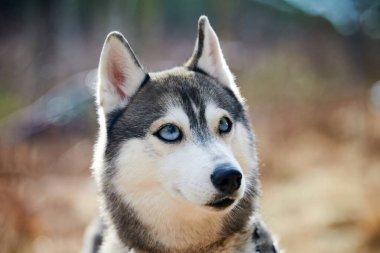 Siberian Husky dog with huge eyes, funny surprised Husky dog with confused big eyes, cute excited doggy emotions. Crazy shocked look of gray white siberian husky dog, thoughtful and pitiful