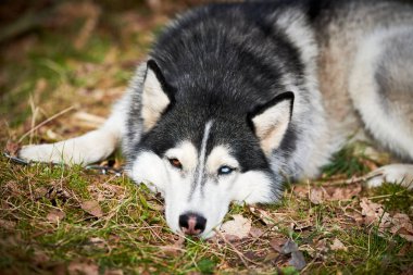 Siberian Husky dog with blue brown eyes and black white coat color lying on ground and waiting owner, cute sled dog breed. Friendly husky dog portrait outdoor forest background, walking with pet