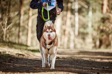 Running Siberian Husky dog in harness pulling man on autumn forest country road, outdoor Husky dog canicross. Autumn canicross championship in woods of running man and Siberian Husky dog