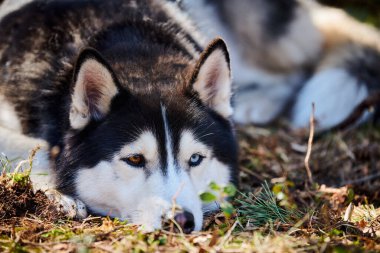 Siberian Husky dog with blue brown eyes and black white coat color lying on ground and waiting owner, cute sled dog breed. Friendly husky dog portrait outdoor forest background, walking with pet